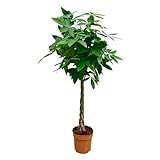 Trendyplants - Pachira Aquatica - Geldbaum - Zimmerpflanze - Höhe 150-170 cm - Topfgröße Ø27cm