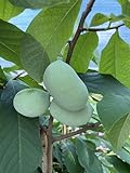 Indianerbanane Sunflower, Asimina triloba. Pawpaw, Pau-Pau Baum ca 100/120 cm.