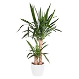 Yucca-Palme, Palmlilie, 2-stämmig, echte Zimmerpflanze im gratis 17 cm Topf, Höhe ca. 80 cm, Zimmerpflanzen für die Wohnung oder das Büro, luftreinigend, Pflanzenversand