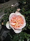 Rosa Matthias Claudius ® - Strauchrose - Tantau Rose - ADR Rose