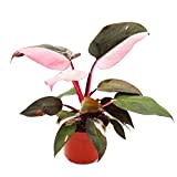 Exotenherz - Philodendron Pink Princess - pink-schwarzer Baumfreund - 12cm Topf