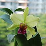 Benoon Cattleya Seeds, 50 Stück/Beutel Cattleya Seeds Non GMO Dekorative Große Blumen Größe Cattleya Orchid Hybrid Seeds Für Balkon Cattleya-Samen