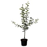 Apfelbaum Jonagold beliebter Winterapfel Tafelapfel Buschbaum 110-140 cm 7,5 Liter Topf Unterlage M9