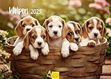 Edition Seidel Premium Kalender Welpen 2025 Format DIN A3 Wandkalender Hundekalender Hund Welpe Tierkinder Hunderasse Haustier