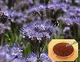 Gründüngung Phacelia Bienenweide 2 kg Frische Saat