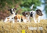 Edition Seidel Premium Kalender Welpen 2025 Format DIN A3 Wandkalender Hundekalender Hund Welpe Hunderasse Haustier