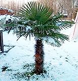 RARITÄT Frostharte Hanfpalme Trachycarpus Ukhrulensis Größe bis 180 cm. aus Deutscher Freilandzucht bis - 20 Grad