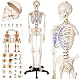 tectake® menschliches Skelett, Skelett lebensgroß, Human Design Anatomie Modell, Skelett Modell der menschliche Körper, medizinische Schulungsmaterialien, Science Kit mit Schädel Modell