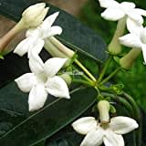 Generic 10 Pieces Home Garden Balcony Decoration Stephanotis Floribunda Flower Seeds Rr6 01