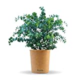 Bloomify® Eukalyptus Pflanze "Eugen" | 30 bis 60 cm großer winterharter Eucalyptus | pflegeleichte, echte Eukalyptuspflanze für Balkon, Terasse oder Garten | herrlicher Duft