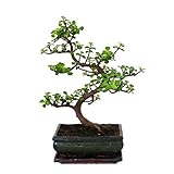 Exotenherz - Bonsai - Portulacaria afra - Jadebaum - Afrikanischer Elefantenbaum - ca. 7-8 Jahre