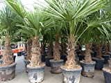 gruenwaren jakubik XL Stämme Palme winterhart 180 cm Trachycarpus fortunei, Hanfpalme, Top-Qualität