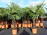 gruenwaren jakubik XXL Palme winterhart 140-160 cm Trachycarpus fortunei, Hanfpalme, Top-Qualität