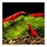 AQ4Aquaristik Bloody Mary Sakura Zwerggarnele - Neocaridina davidi - Super rote Garnele - Deutsche Zucht, 10er Set