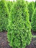 Smaragd Lebensbaum Thuja occidentalis Smaragd 125-150 cm hoch im 11 Liter Pflanzcontainer