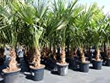 gruenwaren jakubik XXL Palme winterhart 180-190 cm Trachycarpus fortunei, Hanfpalme, Top-Qualität