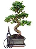 Genki-Bonsai Anfänger Bonsai-Set chin. Liguster (ca. 30-35cm, 3-teiliges Set) + Schere, Untersetzer - Bonsai Starterpaket Komplettset