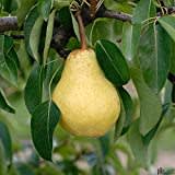 Williams Christ Birnenbaum - Tafelbirne Herbstbirne kleinbleibend | Reich tragender Obstbaum im Container