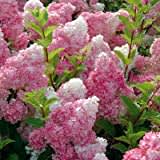 3x Rispenhortensie 'Vanilla Fraise'® - Hydrangea paniculata 'Vanille Fraise'® - 40-50_C