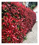 BALDUR Garten immergrün Photinia-Hecke 'Red Robin', 10 Pflanze Glanzmispel winterhart, blühend, Photinia fraseri 'Red Robin', Photinia fraseri, schnellwachsend