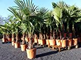 gruenwaren jakubik XXL Palme winterhart 180 cm Trachycarpus fortunei, Hanfpalme, Top-Qualität