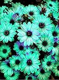 Shopmeeko 30pcs/Bag Rare Eyed Osteoum Potted Flowering Seeds for Home Garden : 4