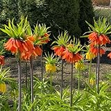 3 pcs kaiserkronen - zwiebeln, fritillaria imperialis zwiebel, winterharte stauden für pralle sonne, blumen garten kaiserkronen knollen mehrjährig blumenzwiebeln mehrjährig winterhart,