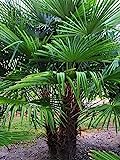 Frostgewöhnte Trachycarpus princeps"Marmor Hanfpalme" bis 180cm aus Deutscher Freilandzucht