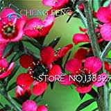 30pcs / bag Rare Südseemyrte Blumensamen Erstaunlicher Garten Bonsai Pflanze Baum Blumensamen Geschenk für Hausgarten