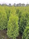 5 Thuja Brabant 120-140cm XXl ohne Topf gemessen frisch vom Feld Gartenhecke Heckenpflanzen Immergrüner Lebensbaum